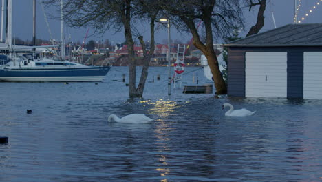 Swans-feeding-in-flooded-area-after-storm