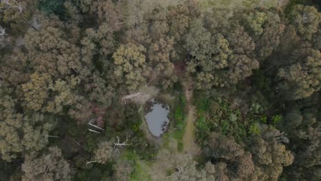 Drone-aerial-4k-going-down-to-a-dam-between-green-native-trees-in-an-Australian-national-park