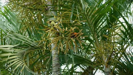 Dos-Loritos-Arcoiris-Colgando-Comiendo-Semillas-De-Un-árbol-Tropical