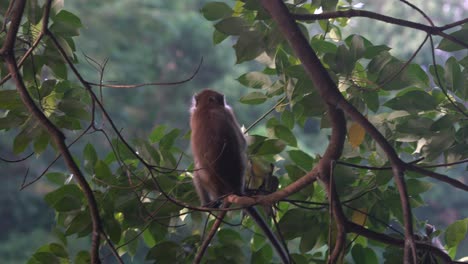 Long-tailed-macaque-plucking-and-eating-leaves-on-the-trees-in-Macritchie-Reservoir,-Singapore