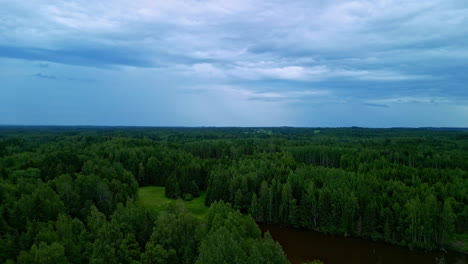 Cinematic-aerial-view-of-pine-tree-forest-spread-across-horizon-landscape