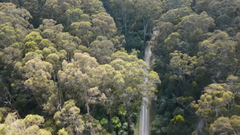 Drone-Aerial-moving-backwards-over-lush-Dandenong-mountains-in-Australia-full-of-trees-showing-a-road-in-the-middle