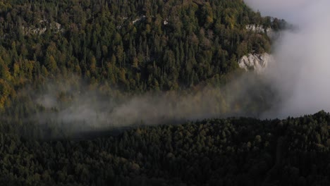Dichter-Nebel-Rollte-über-Den-Wald-Aus-Hohen,-Stolzen-Bäumen-Und-Bedeckte-Ihn