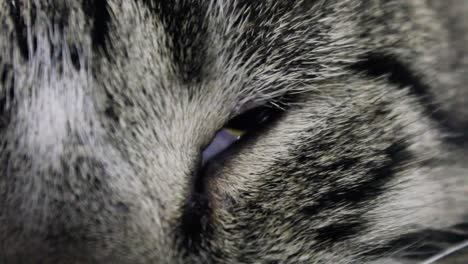 Nahaufnahme-Einer-Getigerten-Katze-Mit-Schläfrigen-Augen,-Die-Einschläft