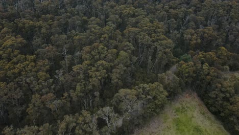 Drone-aerial-slow-fall-over-trees-and-mountains-in-Australia-on-cloudy-day