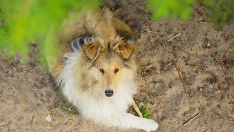 Laying-Rough-Collie-looking-up-to-camera-in-a-relaxed-pose