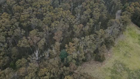 Drone-aerial-4K-in-a-forest-national-park-showing-cleared-land-in-between-native-trees-and-a-road