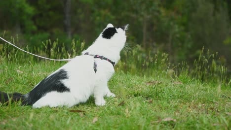 White-and-black-kitten-on-a-lead-while-camping-in-nature-smelling-the-grass-and-looking-around