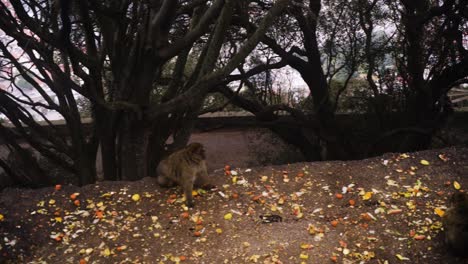 Monkey-looking-for-food-on-ground-with-fallen-leaves,-pan-right-view