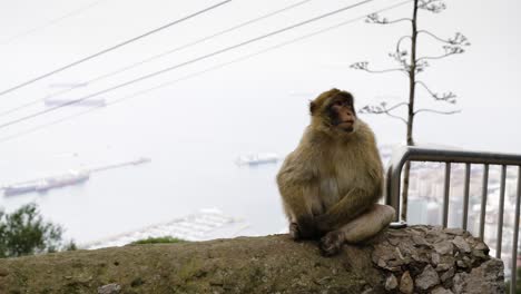 Monkey-sitting-on-rock-wall-with-cable-car-in-background