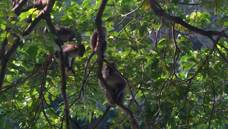 Macacos-De-Cola-Larga-Jugando-En-Los-árboles-En-El-Embalse-De-Macritchie,-Singapur