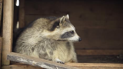 Portrait-shot-of-curious-raccoon-in-wooden-house,-animal-wildlife-park