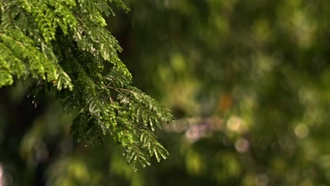 Starke-Regenfälle-Auf-Pflanzenblättern-Erzeugen-Eine-Faszinierende-Szene,-Wenn-Tropfen-Fallen