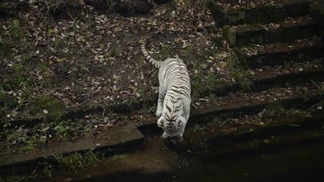 Young-White-Bengal-Tiger,-white-and-black-striped-fur,-playing-in-a-pond