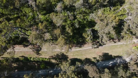 Drone-Aerial-facing-down-over-lush-Dandenong-mountains-in-Australia-showing-someone-running-on-trail