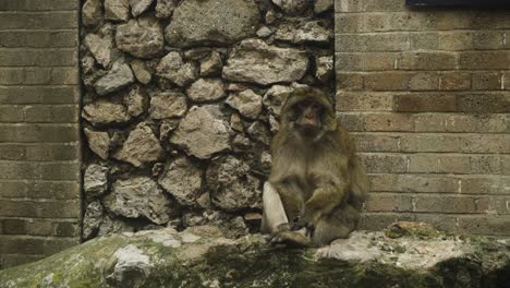 Monkey-sitting-on-stone-with-brick-wall-in-background,-handheld-view