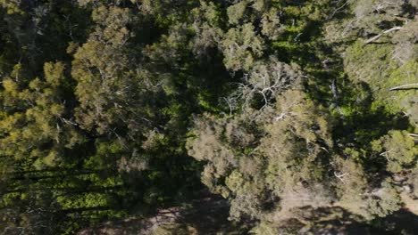 Drone-Aerial-facing-down-over-lush-Dandenong-mountains-in-Australia-full-of-native-trees-and-trails