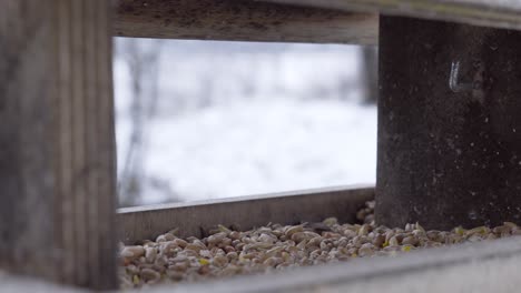 Fearful-great-tit-bird-visit-outdoor-wooden-feeder-with-grain-seeds,-winter