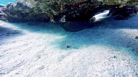Close-up-shot-of-spotted-stingray-resting-under-a-coral-rock-at-the-floor-of-the-Pacific-Ocean