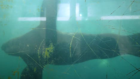 Große-Robbe-Schwimmt-Unter-Wasser-Vor-Sicherheitsglas-Im-Aquarium-Zoo