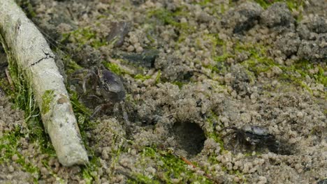 Two-small-crabs-are-eating-on-sand