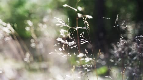 Wunderschönes-Gras-Im-Wald-Bewegt-Sich-ästhetisch-Im-Wind-Und-Reflektiert-Das-Licht-Sehr-Filmisch