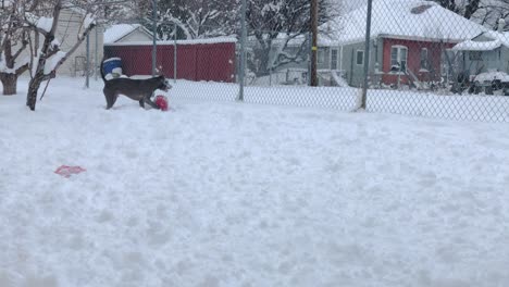 Pitbull-Chases-After-Ball-and-gets-Face-Full-of-Snow