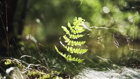 Cinematic-close-up-Video-of-fern-in-the-forest,-which-moves-aesthetically-a-little-bit-in-the-wind