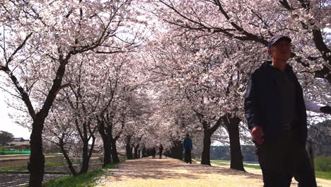 Menschen,-Die-Unter-Kirschblütenbäumen-Und-Fallenden-Blütenblättern-Spazieren