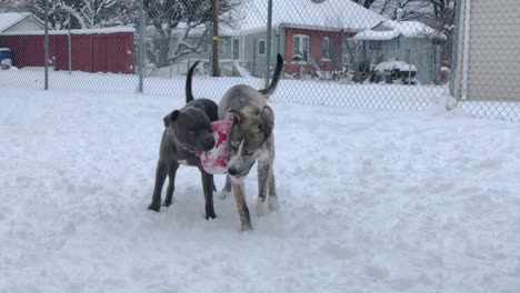Pitbull-and-Pitsky-wrestle-for-control-of-a-frozen-toy-while-playing-in-the-snow
