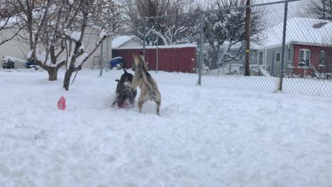 A-Pitbull-and-Pitsky-Enjoy-Retrieving-a-Toy-for-their-Owner-after-a-Snowstorm