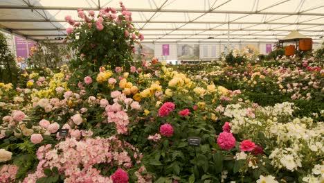 Schwenk-über-Eine-Rosenausstellung,-Die-Von-Einem-Wachmann-Auf-Der-Chelsea-Flower-Show-überwacht-Wird