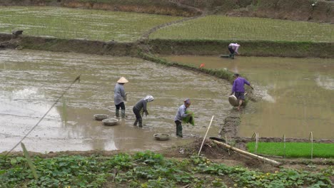 Gruppe-Vietnamesischer-Frauen,-Die-Reis-Auf-überfluteten-Reisfeldern-Anbauen