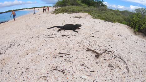 Ein-Kleiner-Schwarzer-Leguan-Steht-An-Einem-Strand-Aus-Weißem-Sand-Auf-Einer-Insel-Der-Galapagos-Inseln