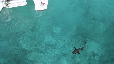Nurse-Shark-Swimming-Around-Tourists-on-Bahamas-Vacation,-Aerial-Drone