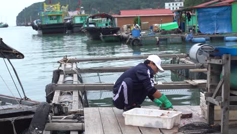 Vietnamesischer-Fischer,-Der-Einen-Fisch-Auf-Einem-Schwimmenden-Dorf-In-Der-Halong-Bucht-Ausweidet