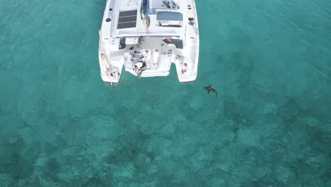 Lemon-Shark-Encounter-with-Tourist-on-Catamaran-in-Bahamas,-Aerial-Drone-Top-Down-View