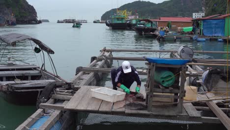 Vietnamesischer-Fischer-Bereitet-Einen-Fisch-Im-Schwimmenden-Dorf-Der-Halong-Bucht-Zu