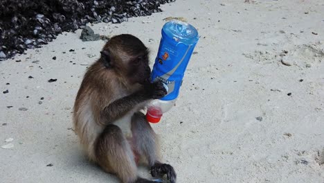 Macaco-Joven-Masticando-Una-Botella-De-Plástico-Vacía-En-La-Playa---Cámara-Lenta