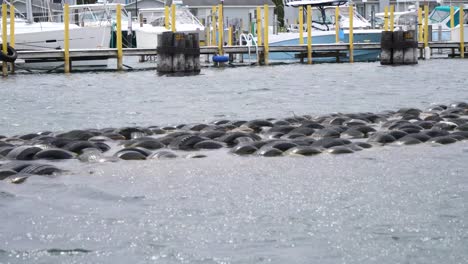 Floating-Breakwater-Made-Up-Of-Floating-Rubber-Tyres-Near-Marina-Pier-In-Lake-Michigan