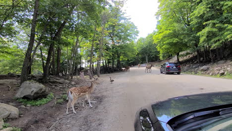 European-Fallow-deer-alongside-vehicles-passing-through-a-wildlife-surrounded-area-in-Canada