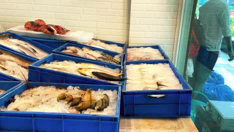Butcher-Window-Display-with-Freshly-Caught-Fish-in-Blue-Ice-Trays-in-India