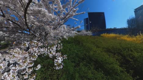Zeitlupenaufnahmen-Blühender-Japanischer-Kirschbäume-Im-Vilnius-Sakura-Park