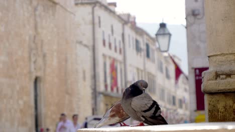 Dubrovnik,-Tauben-Sitzen-Am-Brunnen-In-Der-Altstadt