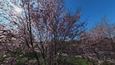 Walking-Among-Blooming-Japanese-Cherry-Trees-in-Sakura-Park-in-Vilnius-on-a-Sunny-Day