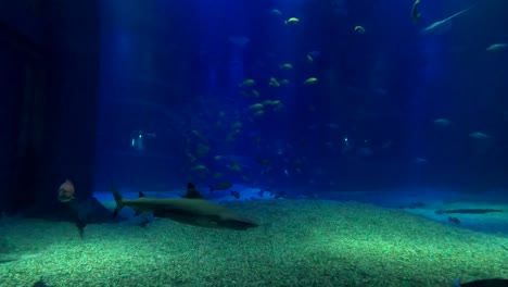 Kaiyukan-Sea-Life-Aquarium-Osaka-Japan