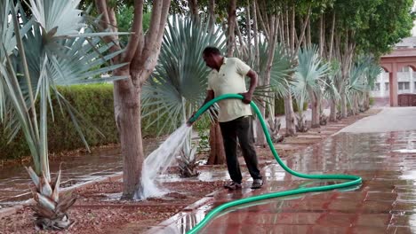 man-pouring-water-in-tree-at-park-at-evening-from-flat-angle-video-is-taken-at-jodhpur-rajasthan-india-on-May-05-2023
