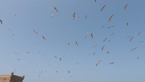 Flock-of-seagulls-flying-near-sqala-du-port
