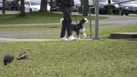 Hundespaziergang-Im-örtlichen-Park