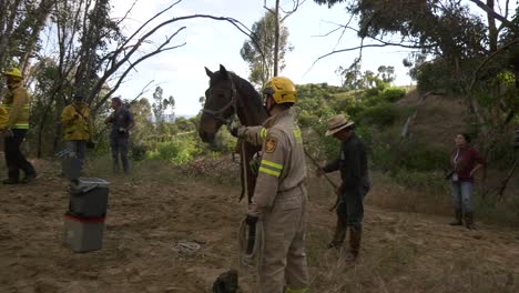 Feuerwehrleute-Arbeiten-Daran,-Ein-Verletztes-Pferd-Zu-Retten